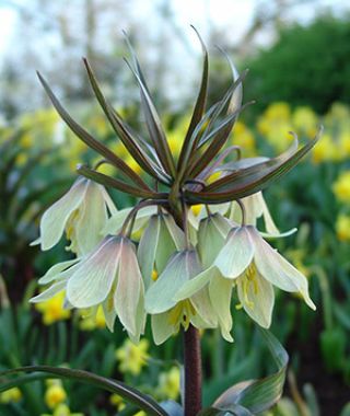 Fritillaria raddeana