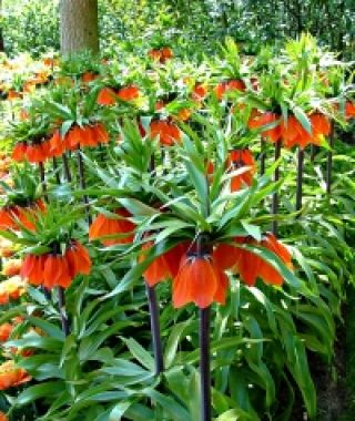 Fritillaria imperialis Rubra Maxima