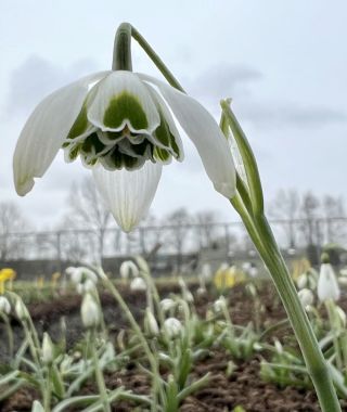 Galanthus Hippolyta