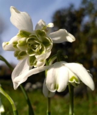 Galanthus nivalis Flore Pleno