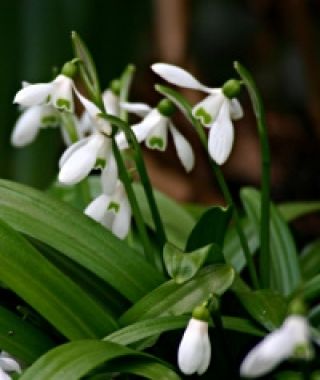 Galanthus woronowii