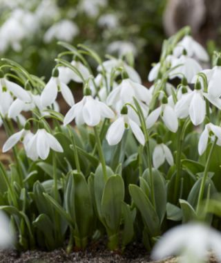 Galanthus elwesii Mount Everest