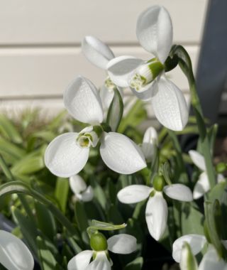 Galanthus elwesii Polar Bear 