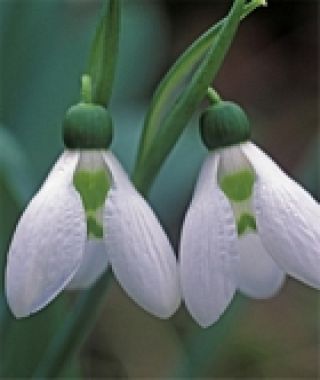 Galanthus elwesii