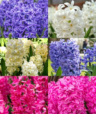 The Hyacinth Forcing and Exhibition Collection