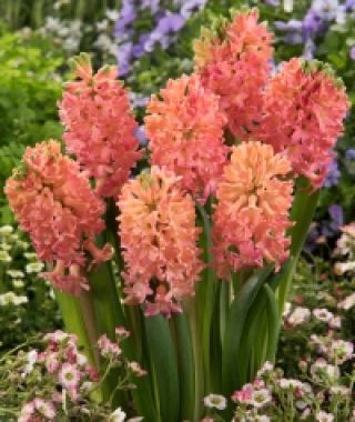 Hyacinthus orientalis Sweet Invitation