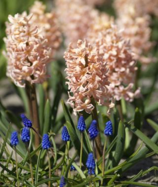 Hyacinthus orientalis Gypsy Queen