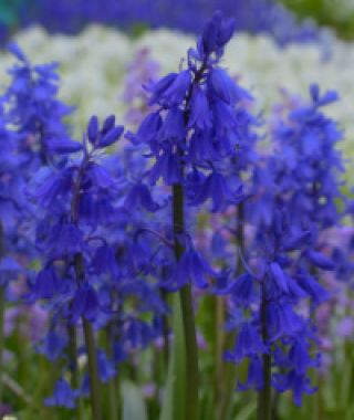 Hyacinthoides hispanica Bakkum Blue