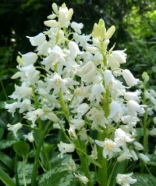 Hyacinthoides hispanica White City