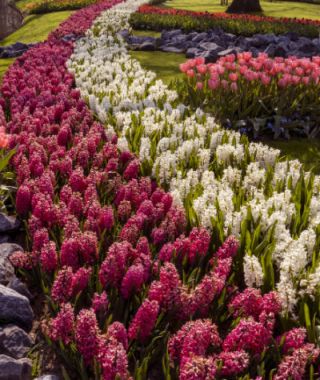 Hyacinthus orientalis Jan Bos