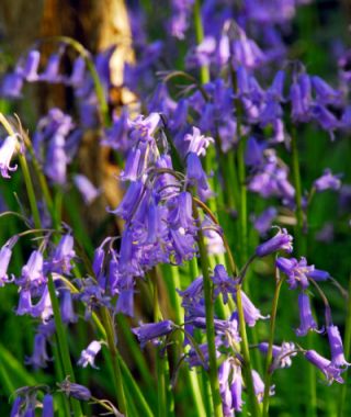 Hyacinthoides non-scripta 