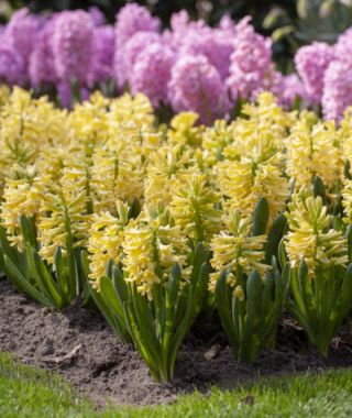 Hyacinthus orientalis Yellowstone