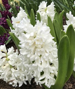 Hyacinthus orientalis Aiolos