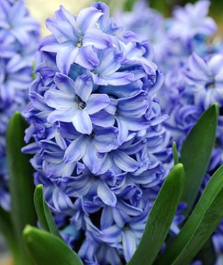 Hyacinthus orientalis Aqua