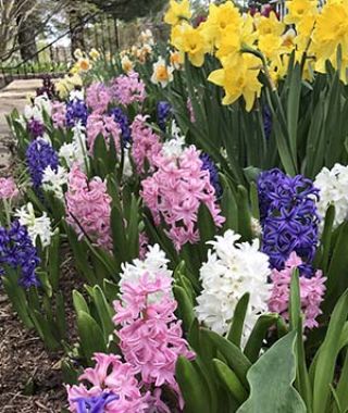 The Hyacinth Bedding Mixture