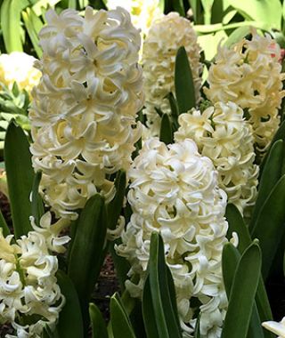 Hyacinthus orientalis City of Haarlem