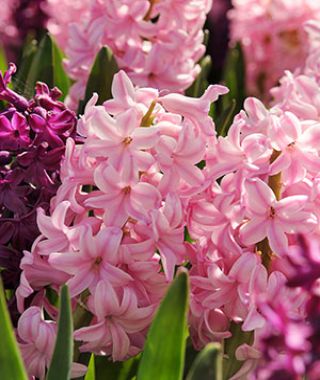 Hyacinthus orientalis Fondant