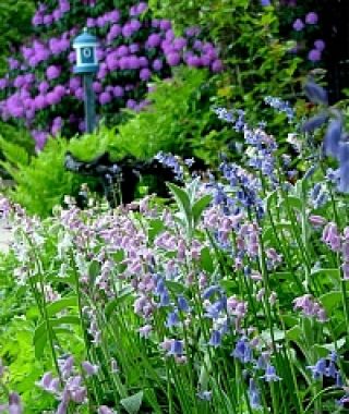 The Spanish Bluebells Mixture