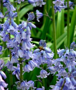 Hyacinthoides hispanica Excelsior