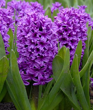 Hyacinthus orientalis Miss Saigon