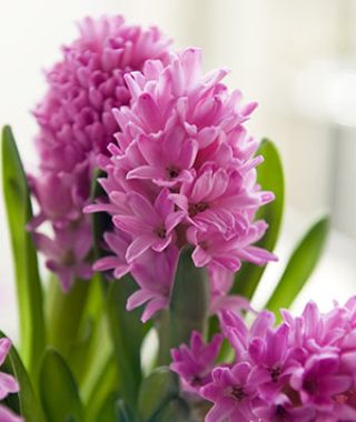 Hyacinthus orientalis Pink Pearl