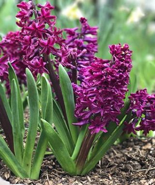 Hyacinthus orientalis Woodstock