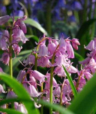 Hyacinthoides hispanica Queen of the Pinks