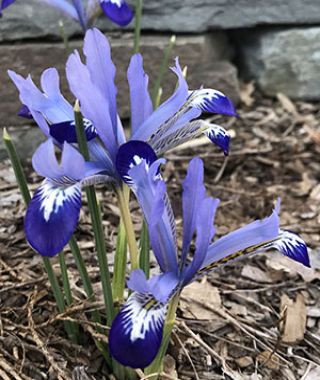 Iris reticulata Clairette