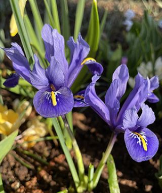 Iris reticulata Harmony