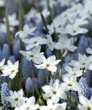 Ipheion uniflorum Alberto Castillo