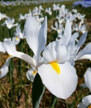 Dutch Iris Alaska