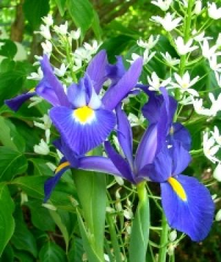 Dutch Iris Blue Magic