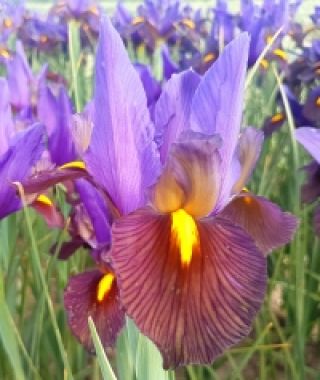 Dutch Iris Eye of the Tiger