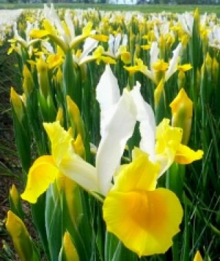 Dutch Iris Montecito