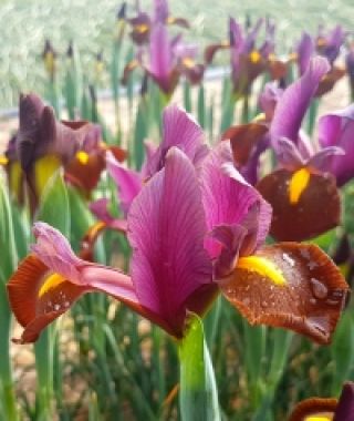 Dutch Iris Red Ember