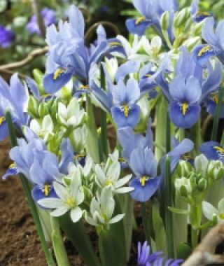 Iris reticulata Alida