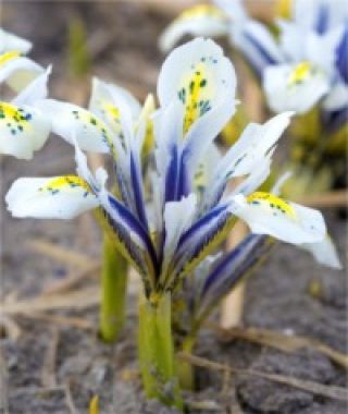 Iris reticulata Eye Catcher