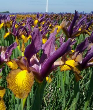 Dutch Iris Picasso