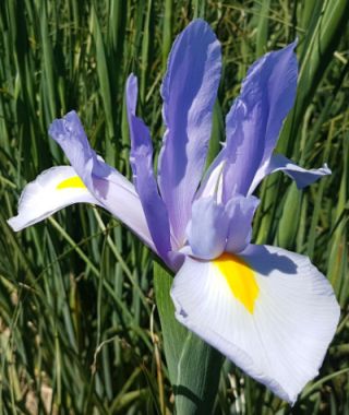 Dutch Iris Silvery Sky 