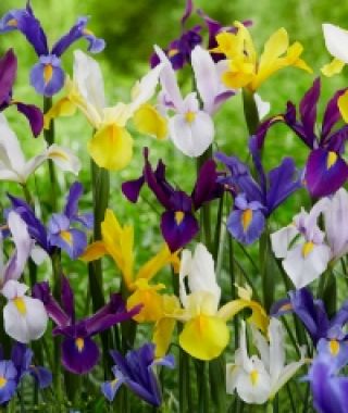 Dutch Iris Rainbow Mixture