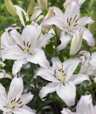 Oriental Lily Brasilia 