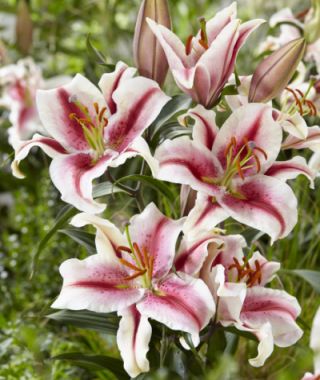 Oriental Lily Hachi 