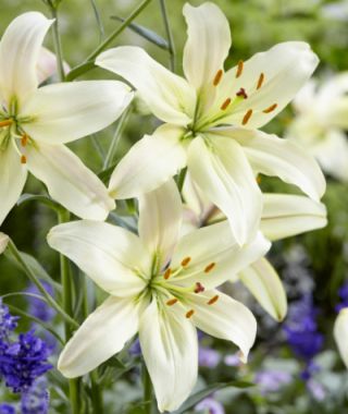 Asiatic Lily Pearl White 