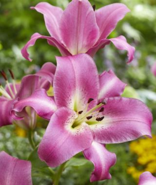 Orienpet Lily Purple Lady 