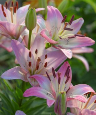 Asiatic Lily Rosella's Dream