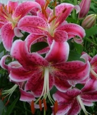 Lily Stargazer