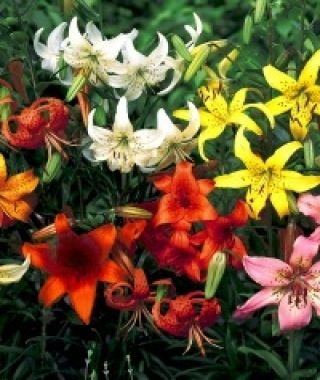 The Tigrinum Lily Mixture