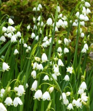 Leucojum aestivum Gravetye Giant