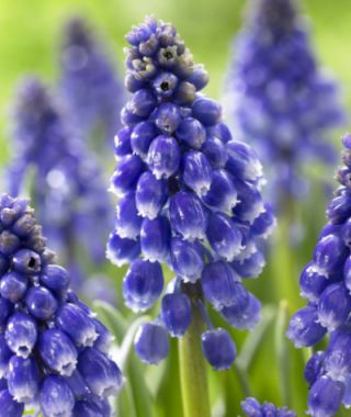 Muscari Bling Bling