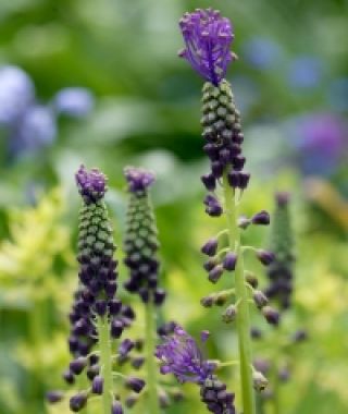 Muscari comosum